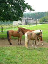 Pferde beim grassen
